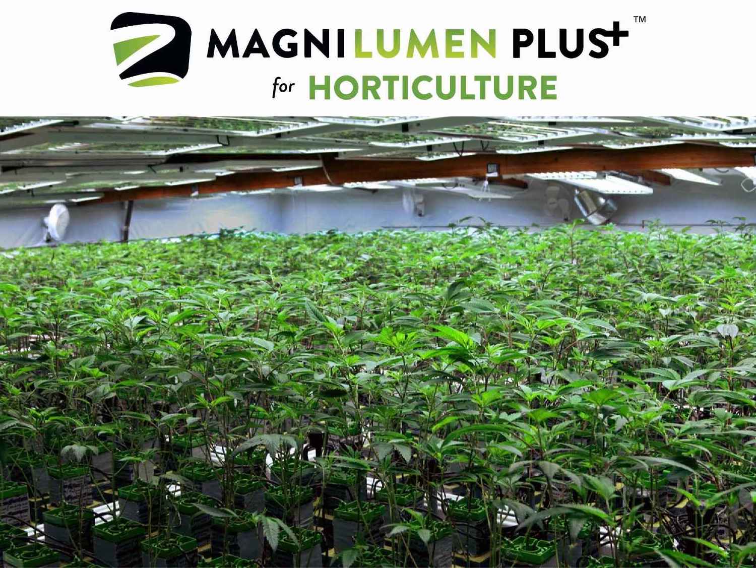 Horticulture plants under MagniLumen Plus lighting.